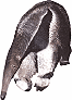 Ameisenb&auml;r