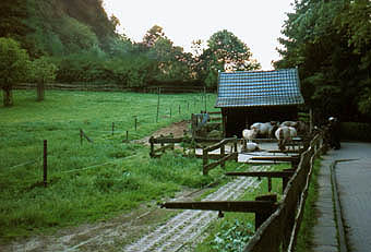 Bielefeld-Tarpangehege-rechts