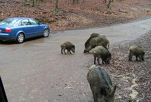 Wildschwein-Gehege