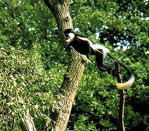 Colobus