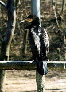 Kormoran
