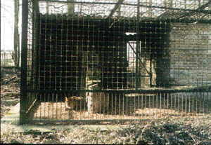 Leoparden