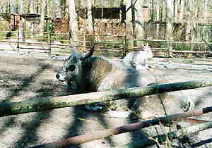 Steppenrinder